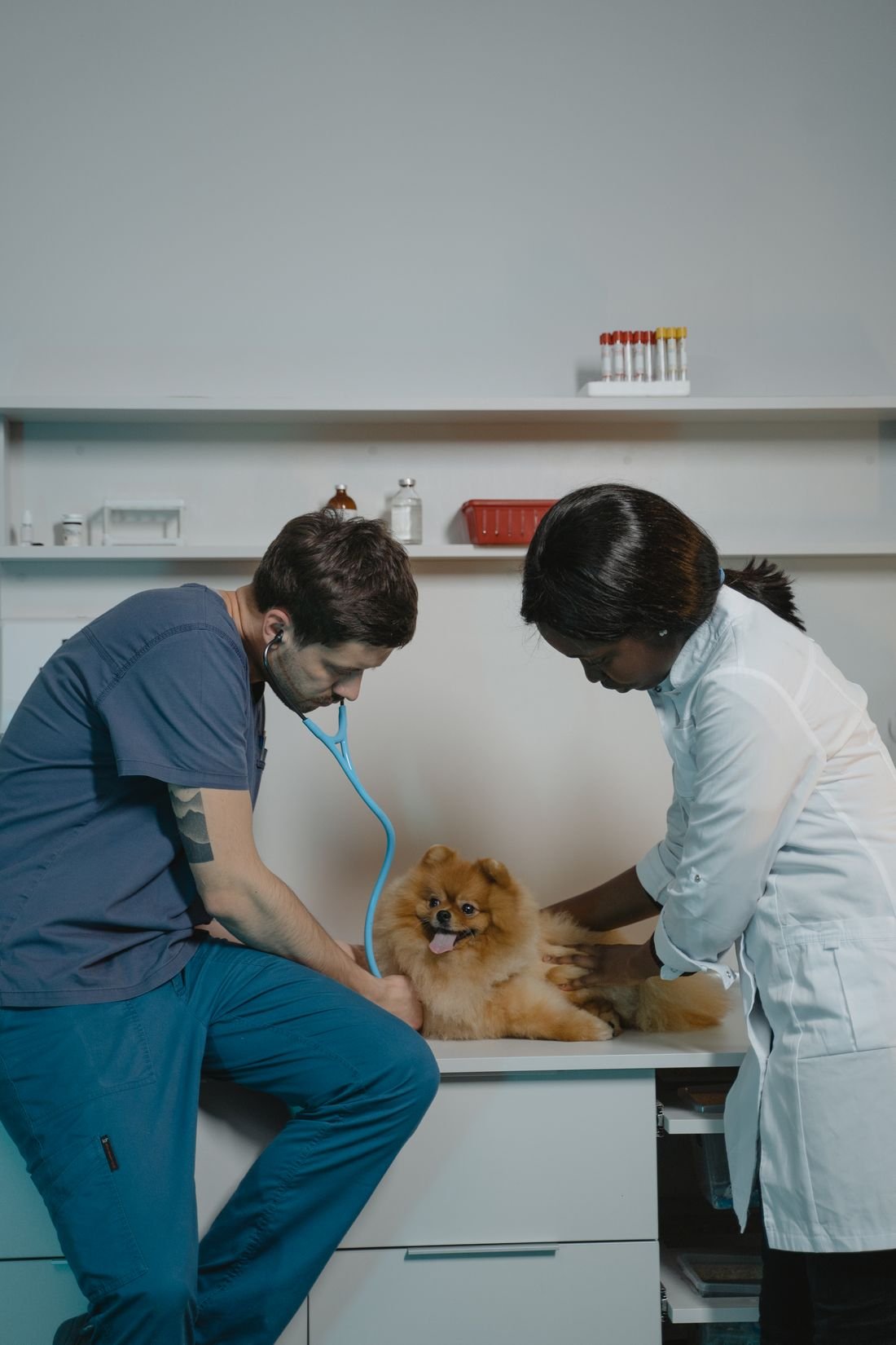 Hekimler bir pomeranian'ı muayene ediyor
