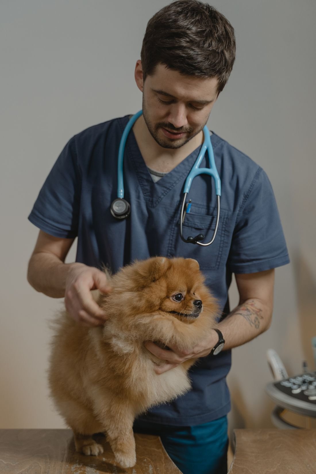 Veteriner hekim ve pomeranian
