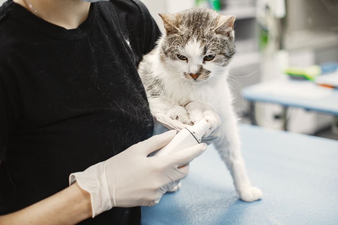 Tırnak bakımı sırasında bir kedi
