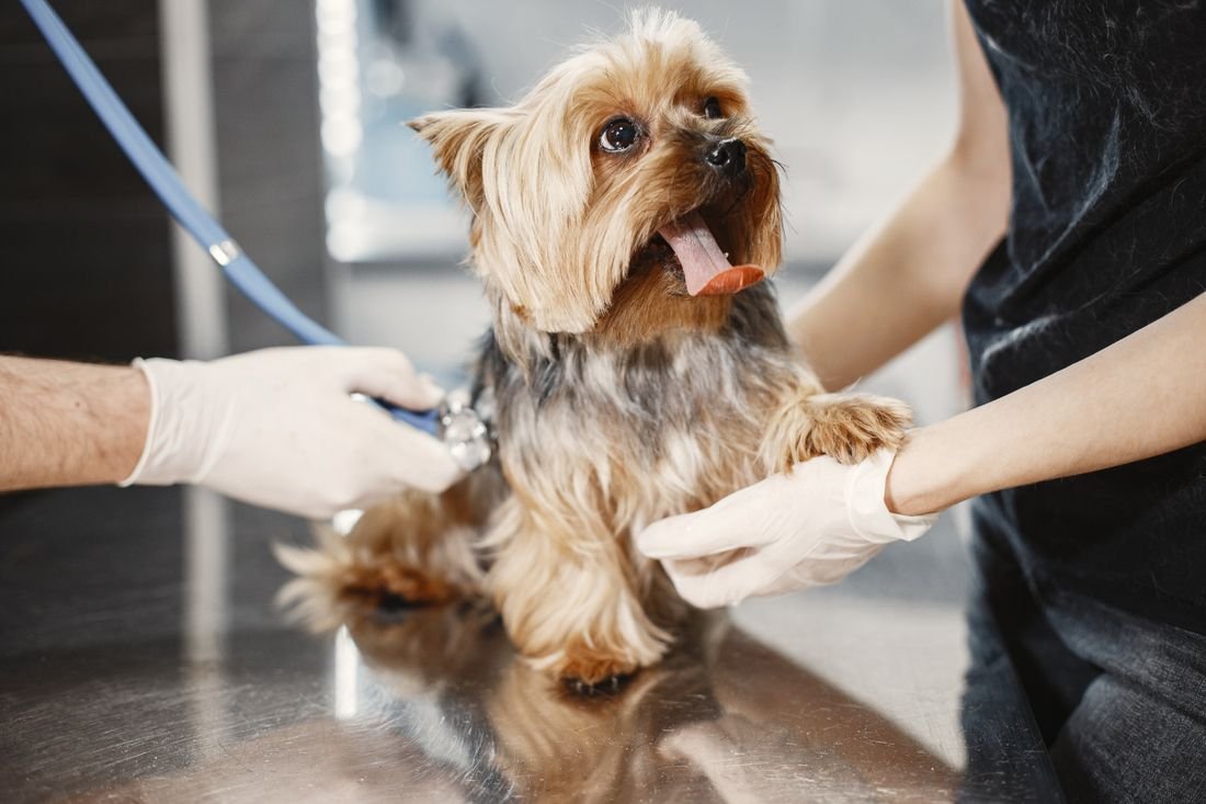 Sevimli bir yorkshire terrier